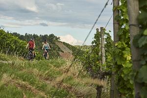 Genussradeln auf dem Badischen und Württemberger Weinradweg